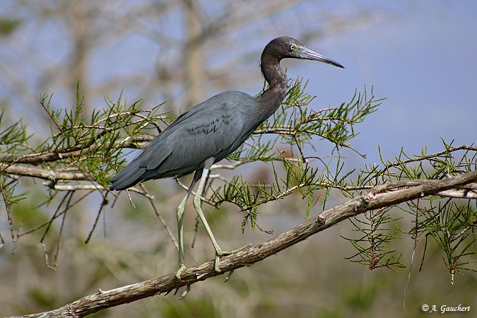 Tricolored heron